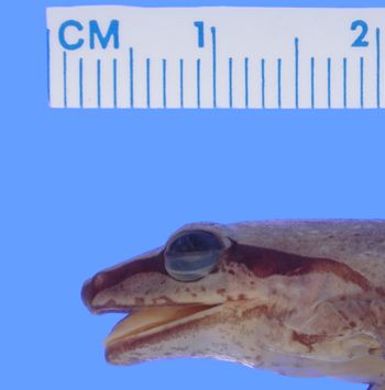 Media type: image; Herpetology A-100134